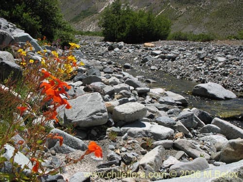 Mimulus cupreus
